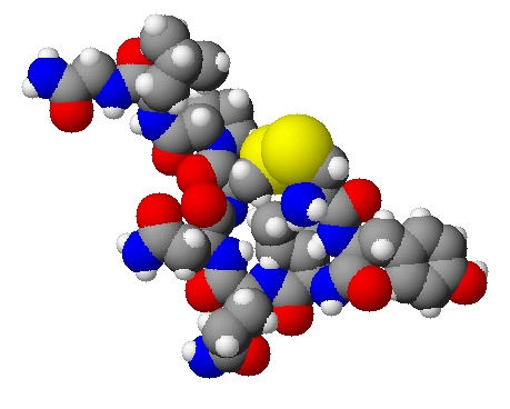 Représentation moléculaire de l'ocytocine